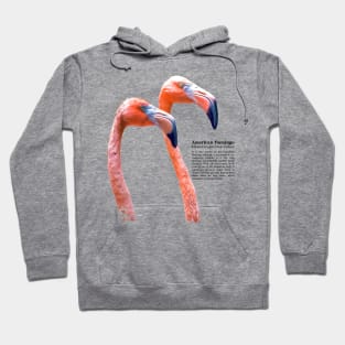 American flamingo tropical bird black text Hoodie